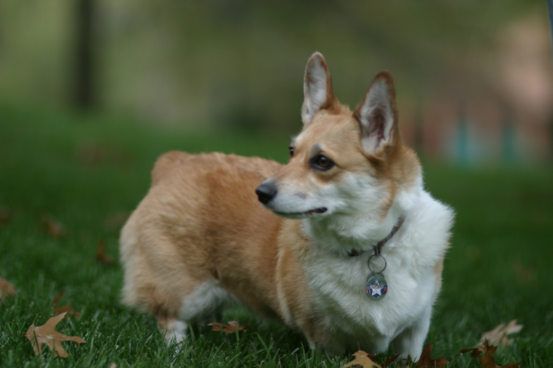 Corgi Dog