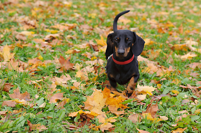 Dog in the leaves