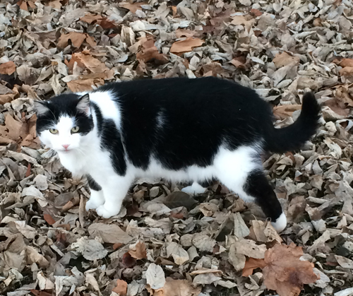 Black and White Cat Outside
